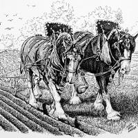 Shire Horses George & Albert Ploughing (Pen & Ink)
